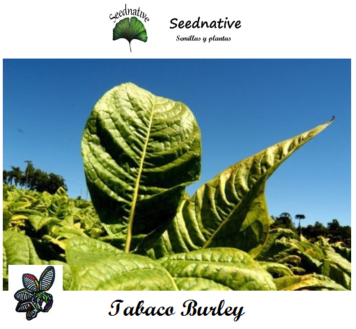 Nicotiana tabacum - Tabaco Burley - 500 semillas