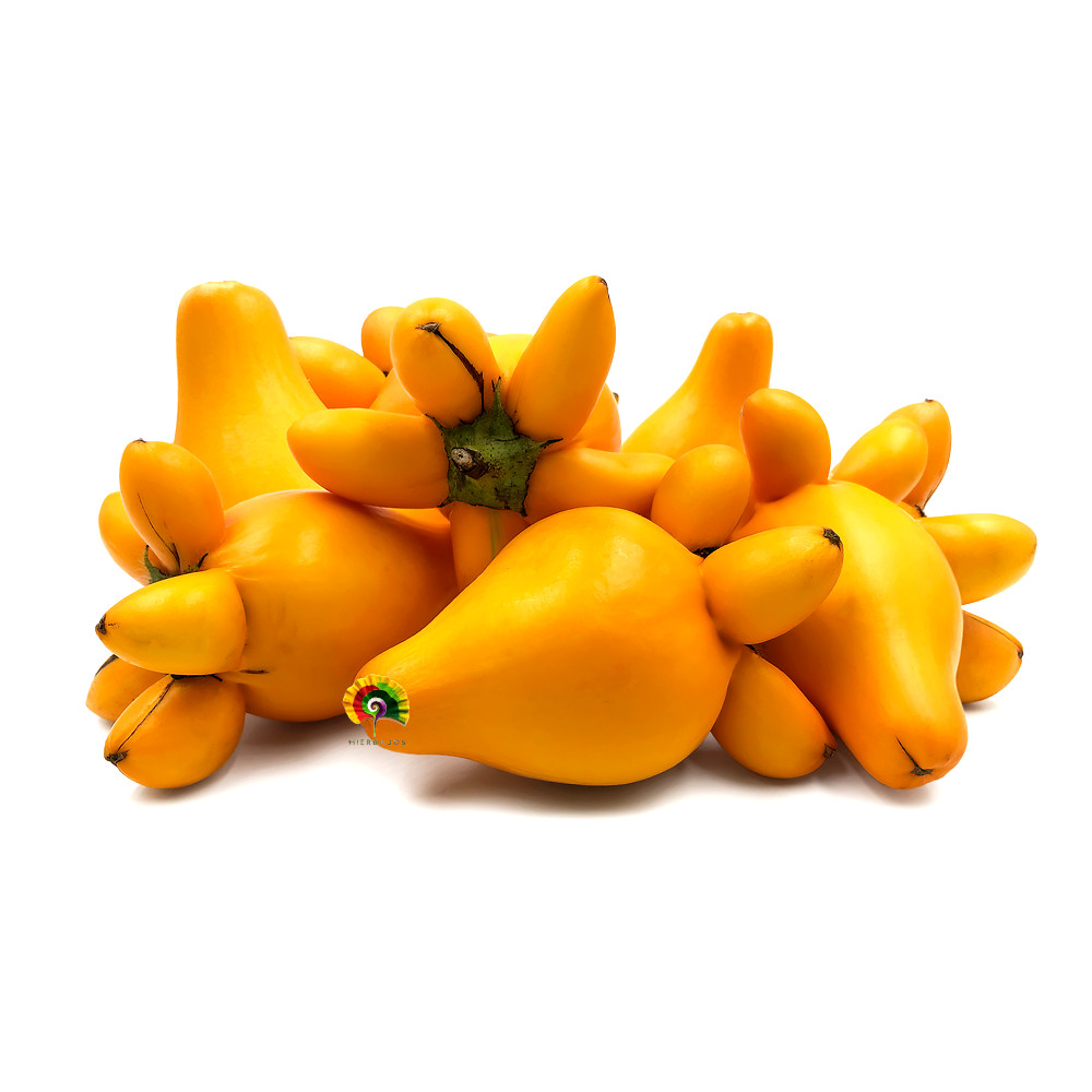 Solanum mammosum - Chichigua - 15 semillas