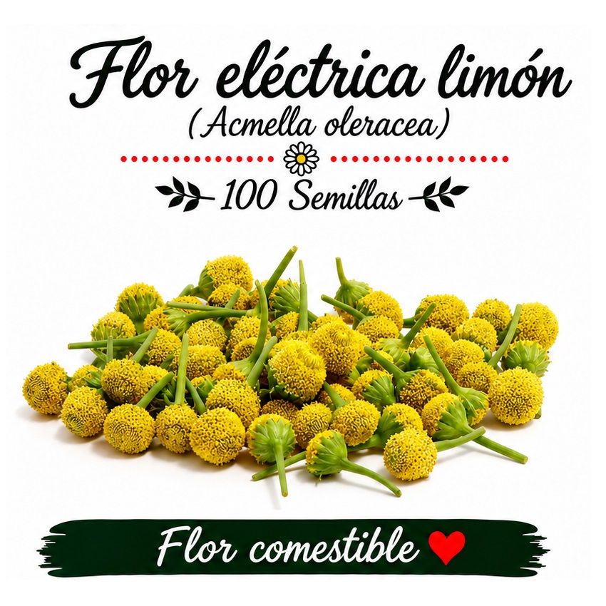 Acmella oleracea - Flor eléctrica limón - 100 semillas