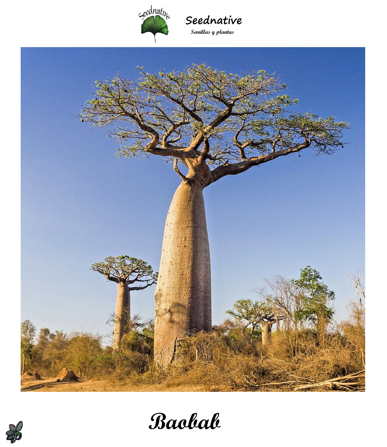 Adansonia digitata - Baobab - 10 semillas