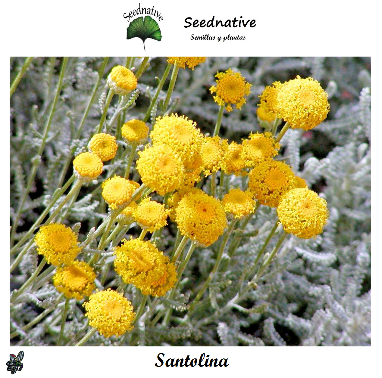 Santolina chamaecyparissus - Abrótano hembra - 500 semillas