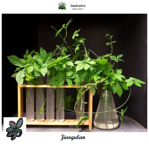 Jiaogulan - Gynostemma pentaphyllum - 50 semillas