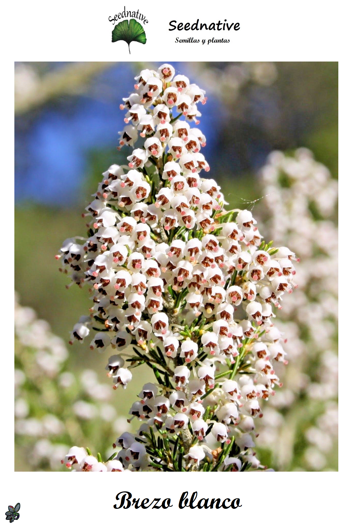 Erica arborea - Brezo blanco - 3000 semillas