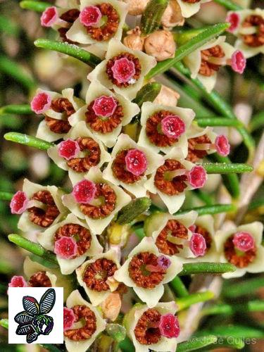 Erica scoparia - Brezo de escobas - 3000 semillas -  Spanish Heather 