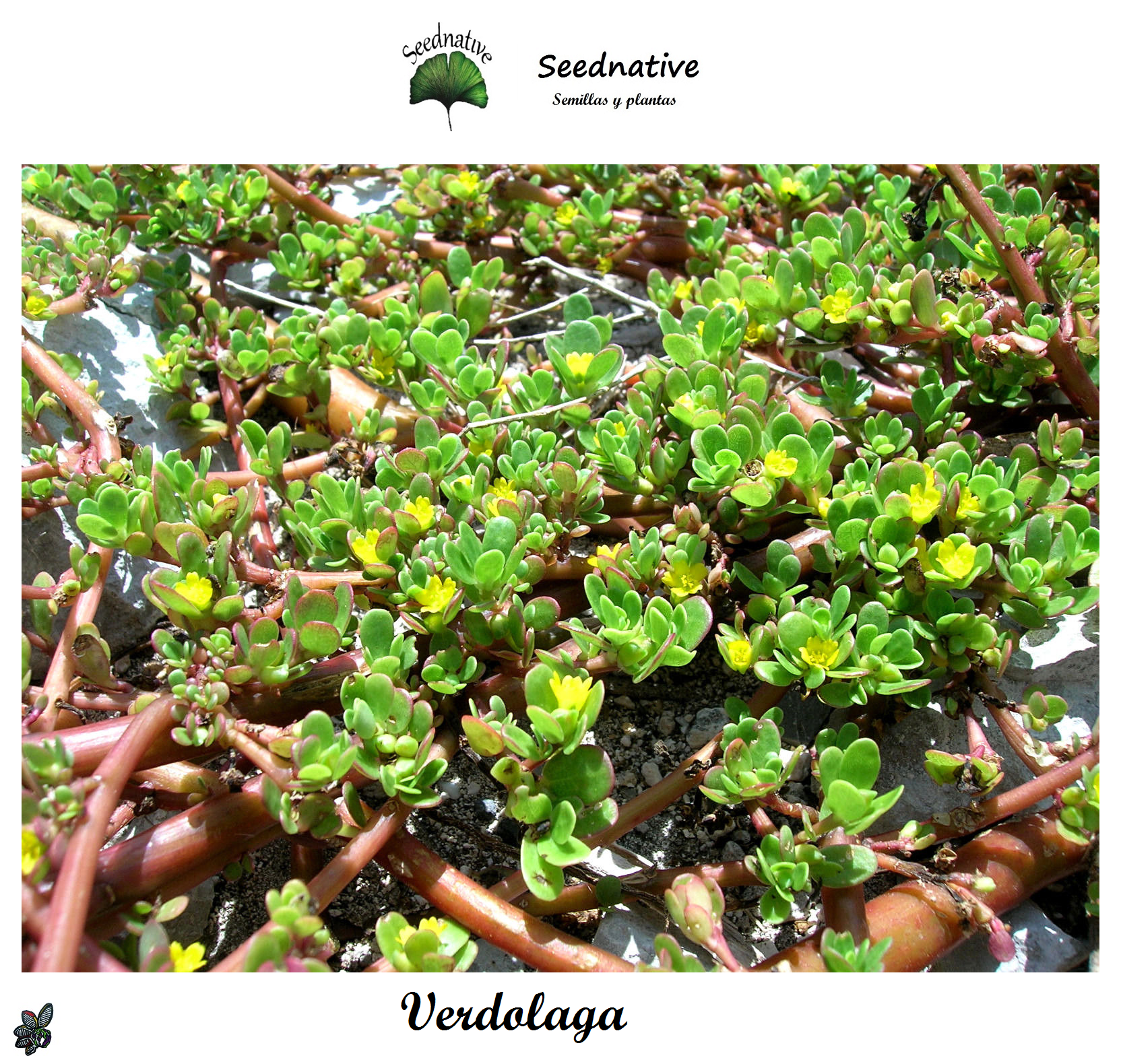 Portulaca oleracea - Verdolaga - 1000 semillas - Purslane