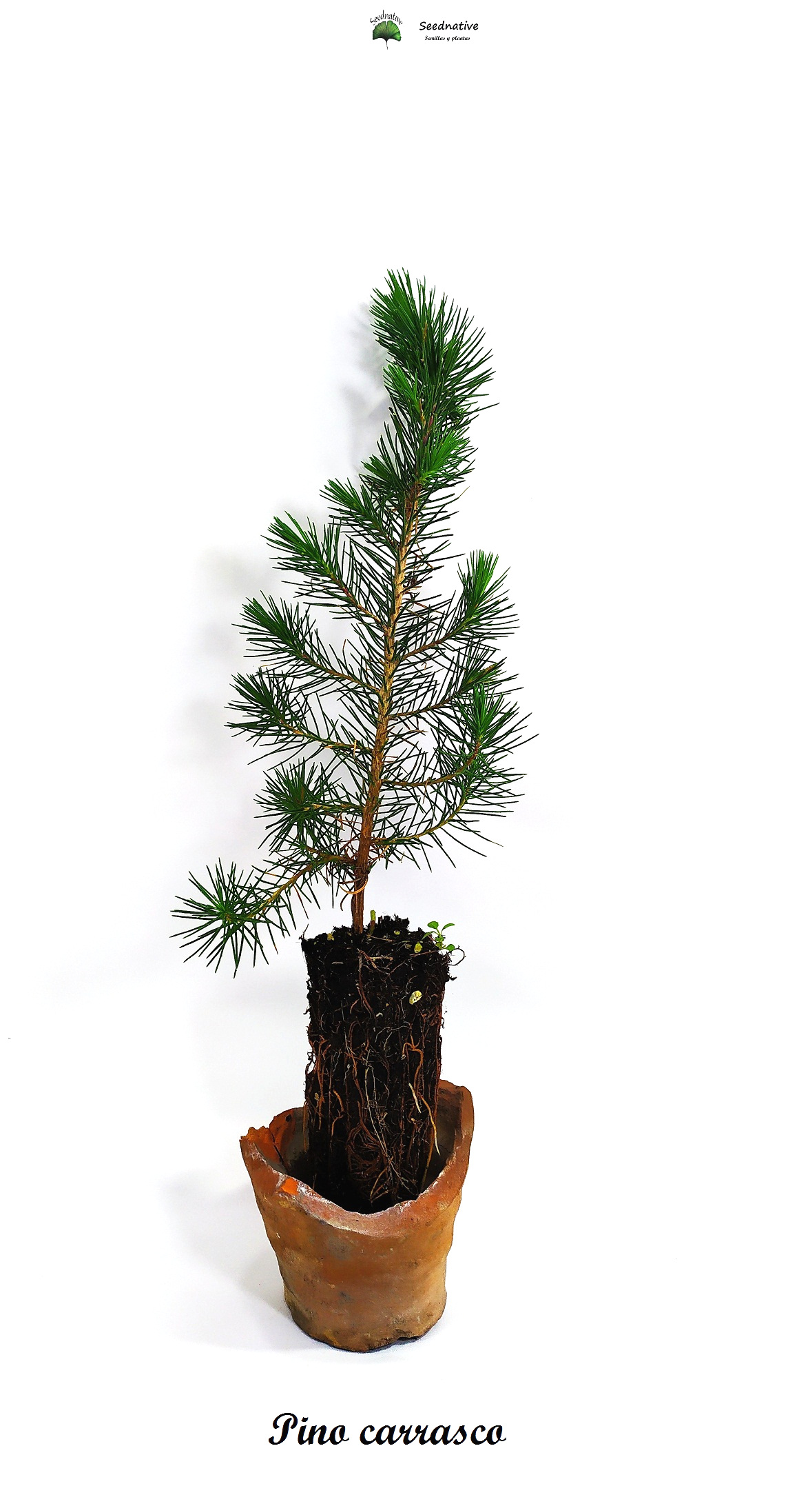 Planta de Pino carrasco - Pinus halepensis - 2 Años