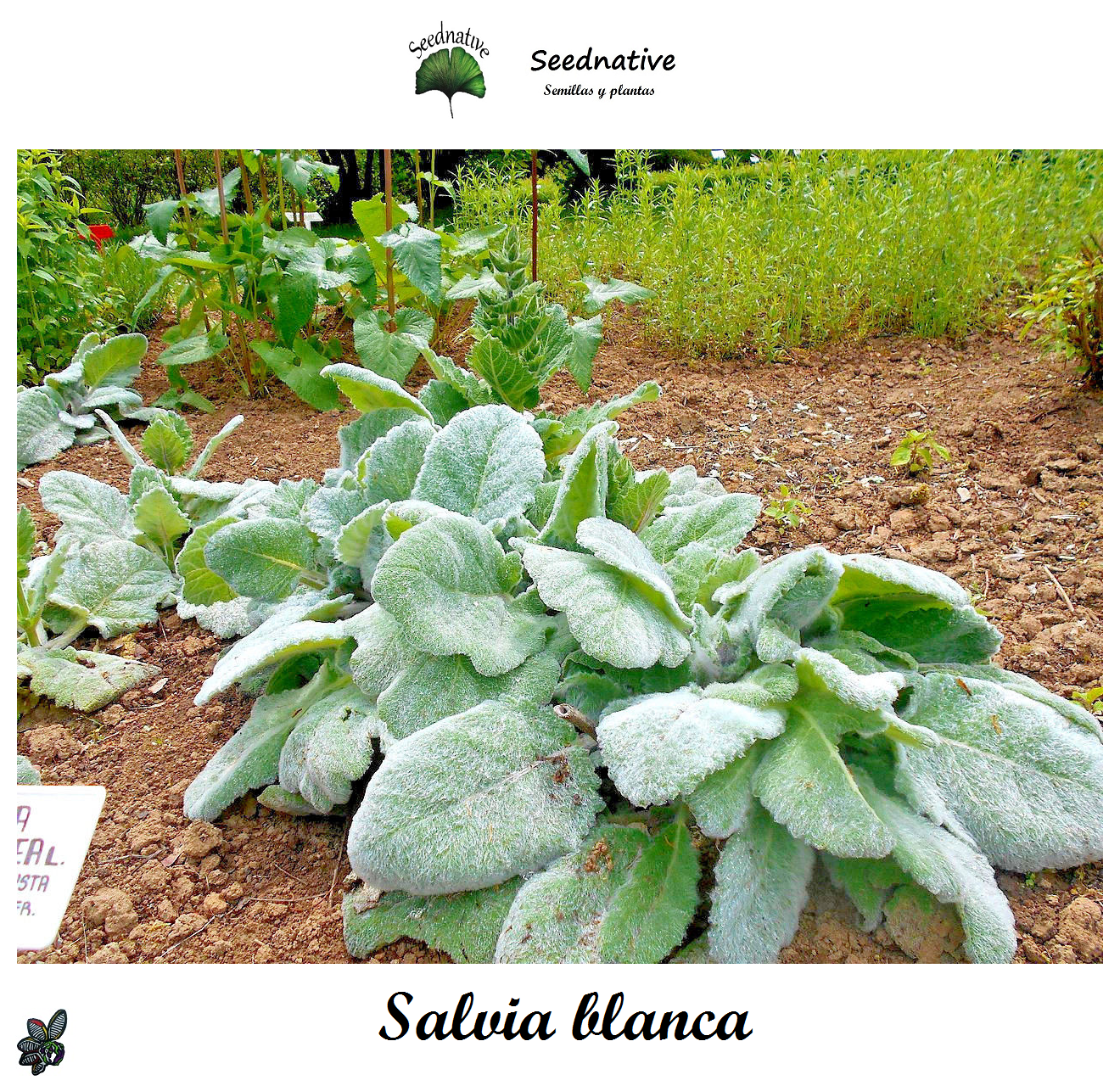 Salvia argentea - Salvia blanca - 100 semillas - Silver Sage