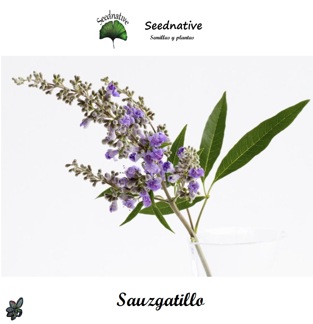 Vitex agnus castus - Sauzgatillo - 100 semillas - Chaste Tree