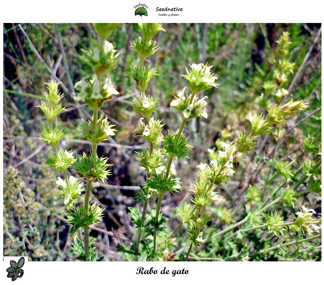 Sideritis angustifolia - Zahareña - 100 semillas