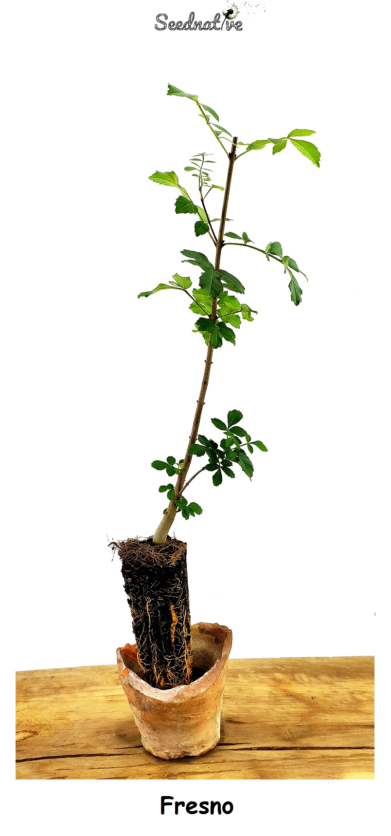 Planta de Fraxinus angustifolia - Fresno de hoja estrecha - 2 Años