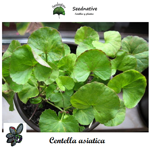 Centella asiatica - Gotu Kola - 30 semillas