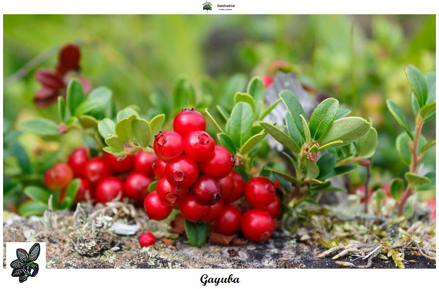 Gayuba - Arctostaphylos uva-ursi - 100 semillas