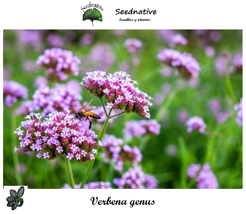 Verbena bonariensis - Verbena Genus - 1000 semillas