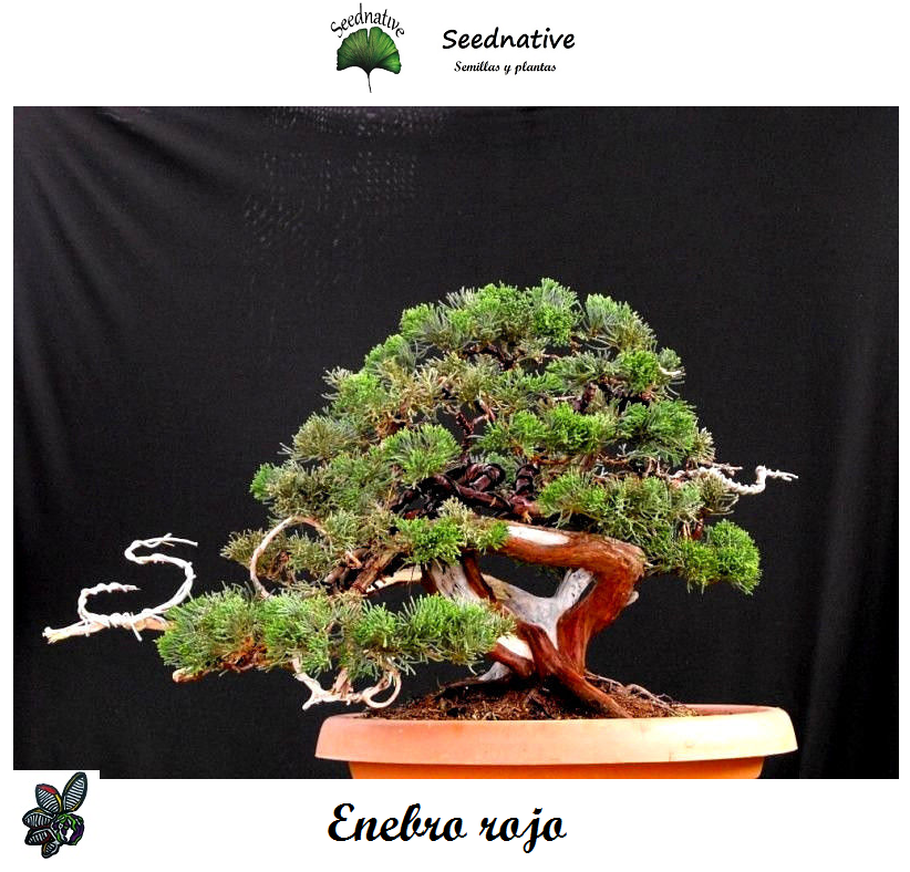 Juniperus oxycedrus - Enebro rojo - 50 semillas - Prickly Juniper