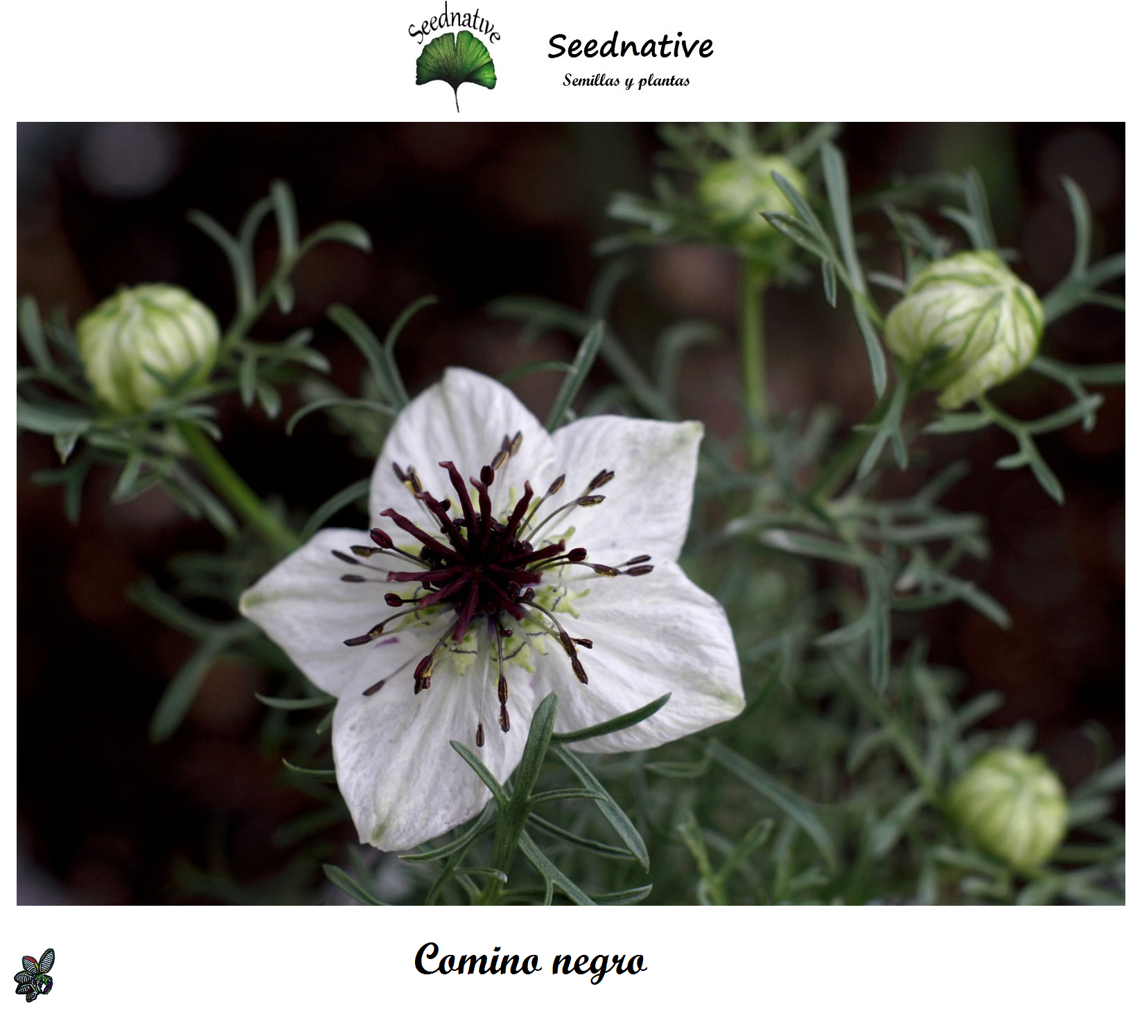 Comino negro - Nigella sativa - 500 semillas - flor blanca