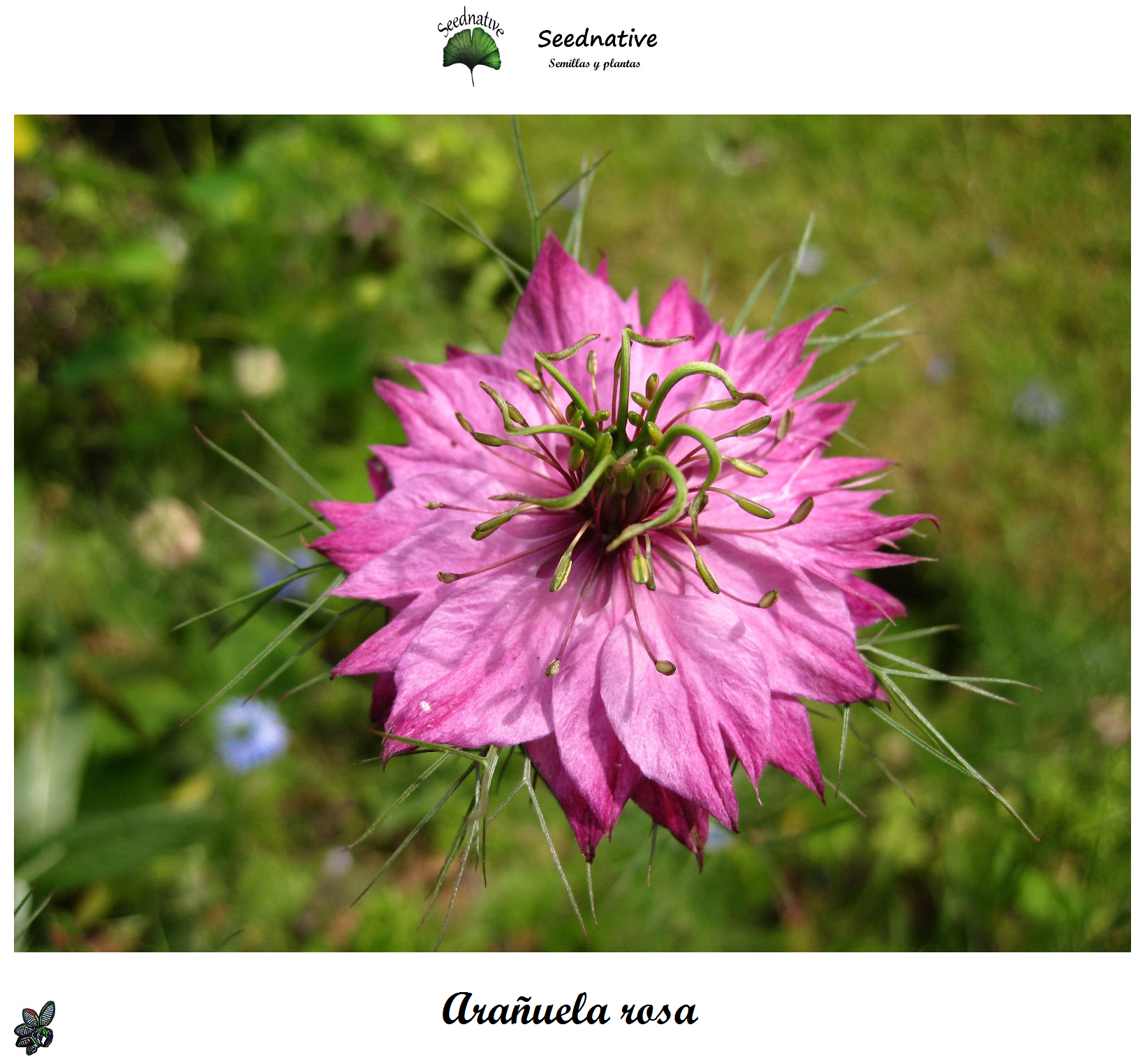 Nigella damascena - Arañuela Rosa - 250 semillas