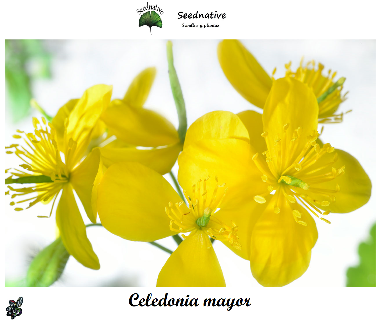 Chelidonium majus - Celidonia Mayor - 250 semillas
