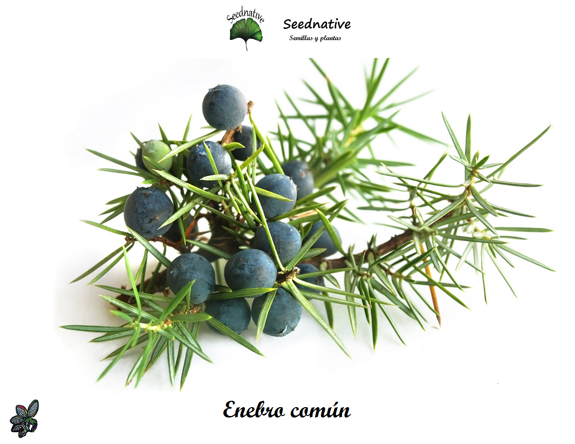Juniperus communis - Enebro común - 50 semillas - Common juniper