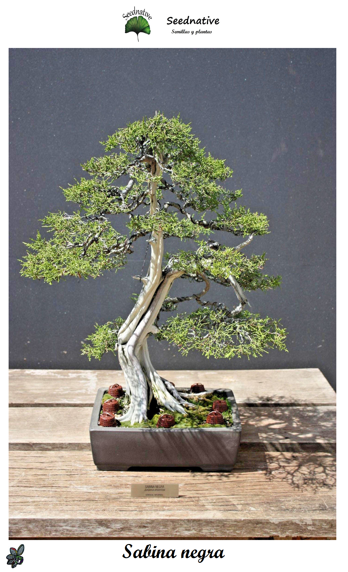 Juniperus phoenicea subsp phoenicea - Sabina negra - 50 semillas