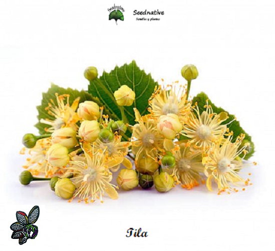 Tilia tomentosa - Tilo Plateado - 30 semillas - Silver Lime