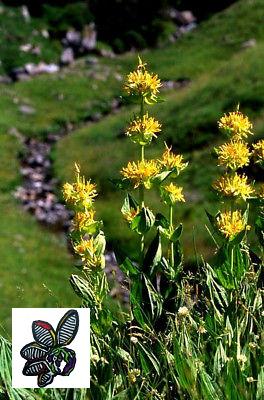 Gentiana lutea - Genciana amarilla - 100 semillas