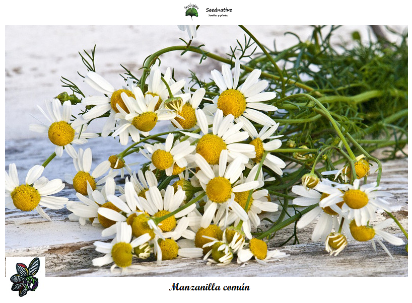 Chamaemelum nobile - Manzanilla común - 1000 semillas - Chamomile Lawn/Roman