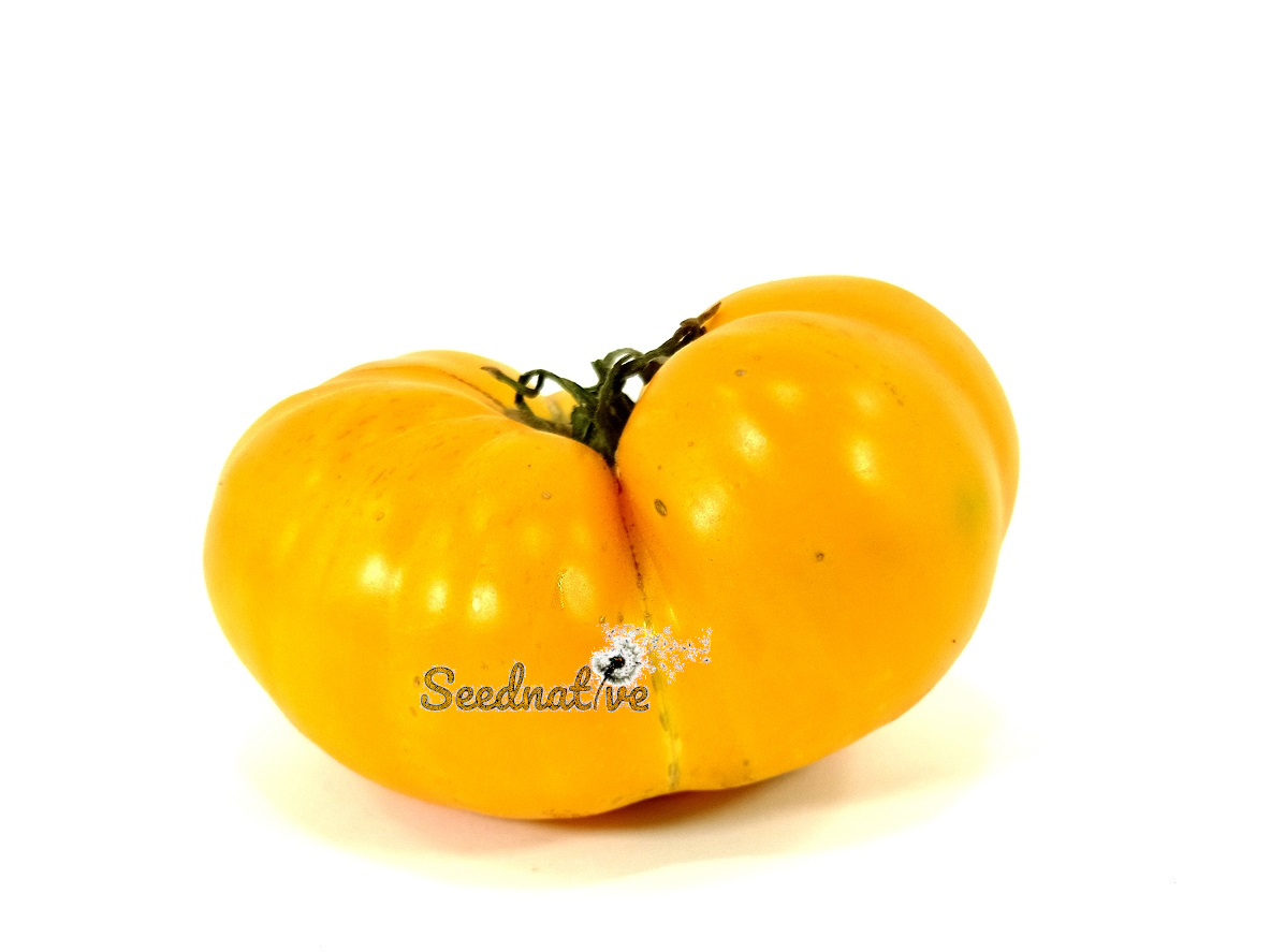 Tomate Amarillo Canario - 25 semillas 