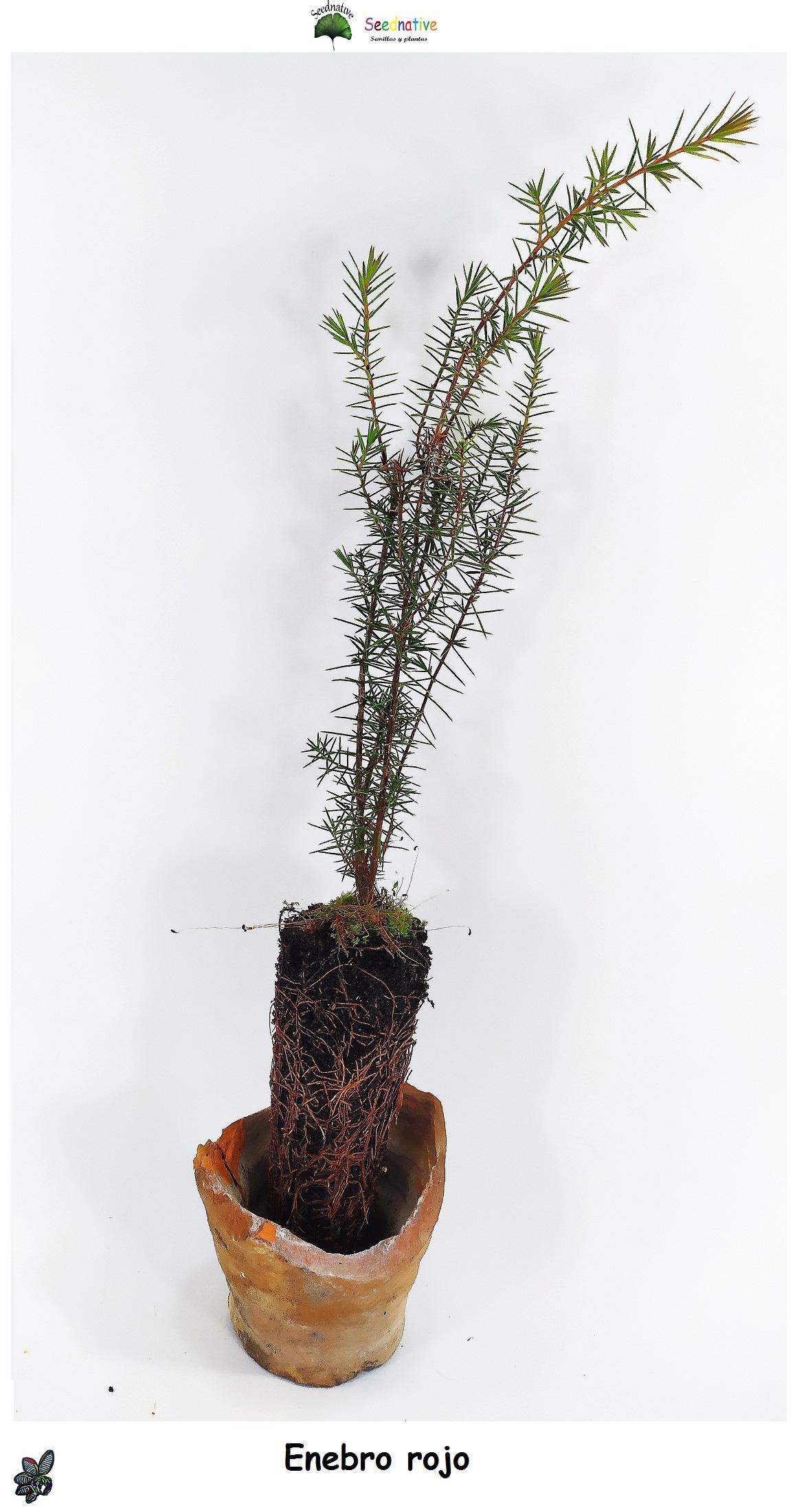 Planta de Enebro rojo - Juniperus oxycedrus - 2 Años