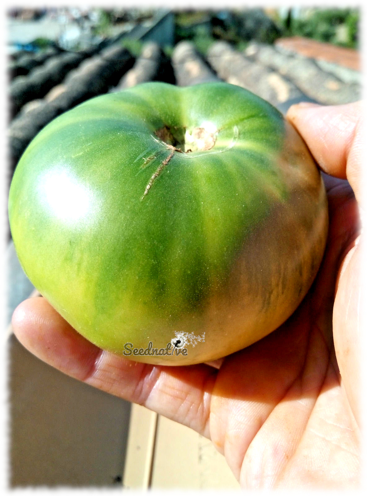 Tomate Green Giant - 25 semillas