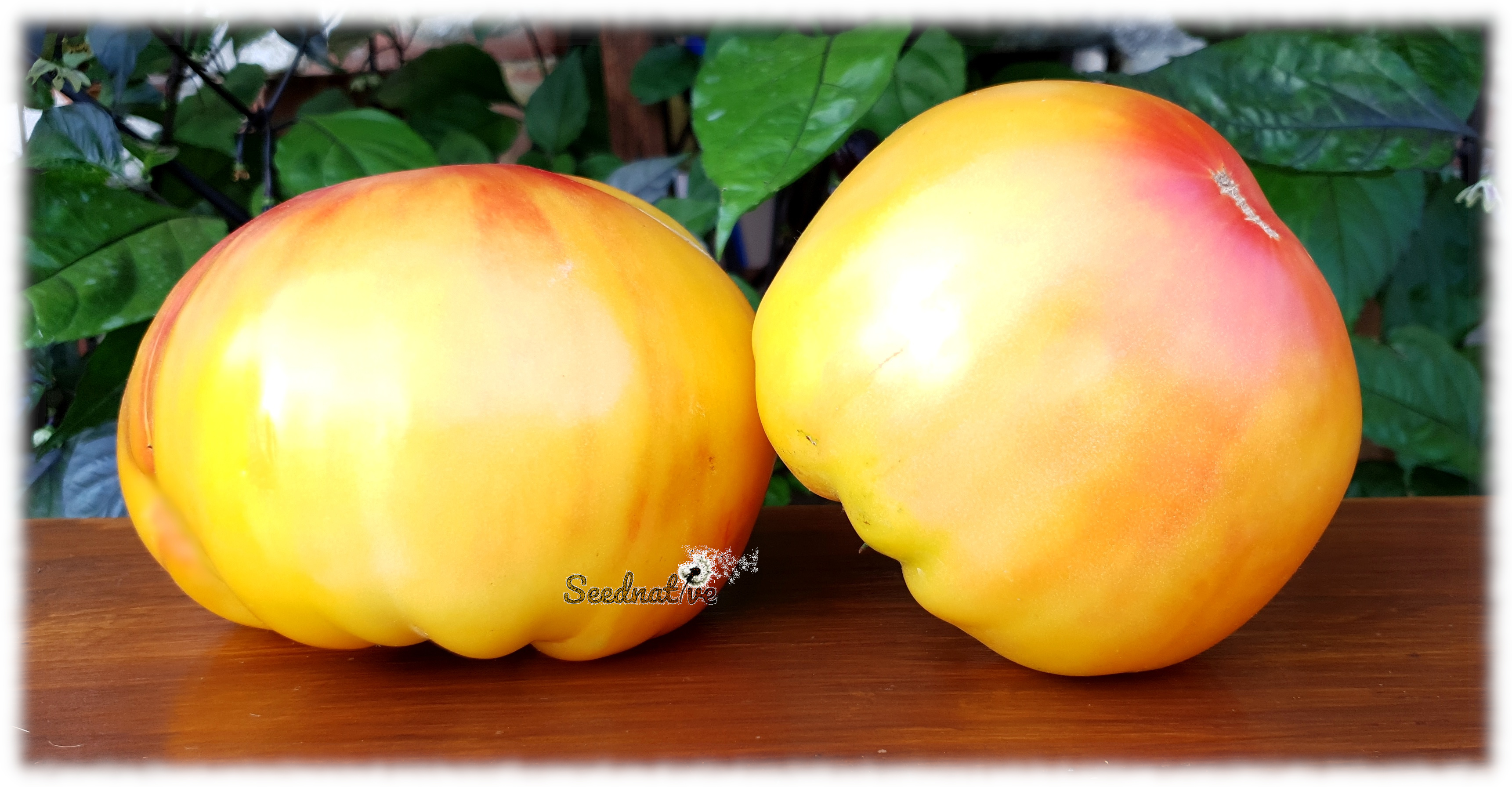 Tomate Pink Lemon - 15 semillas