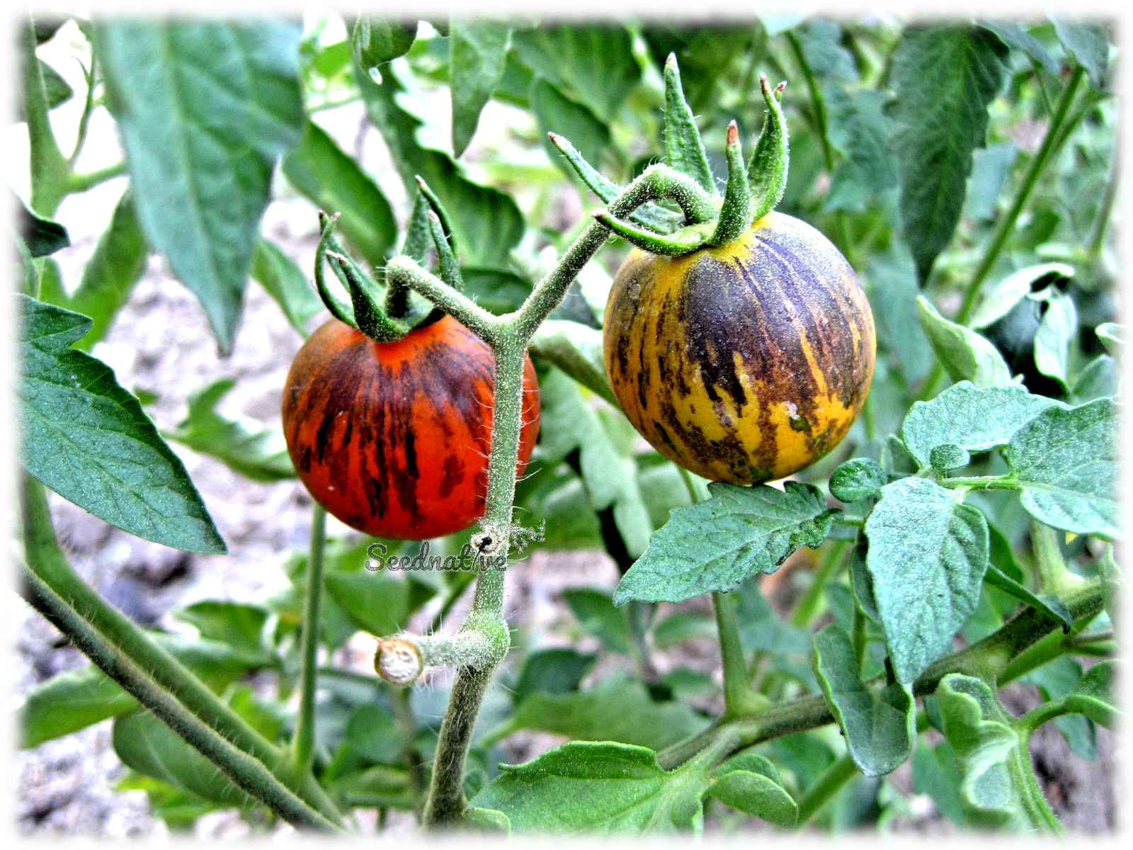 Tomate Purple Dragon - 20 semillas 