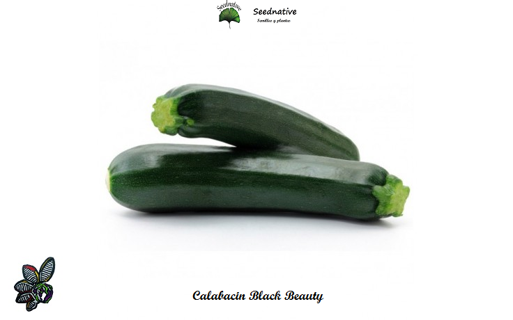 Calabacin Black Beauty - 50 semillas - seeds
