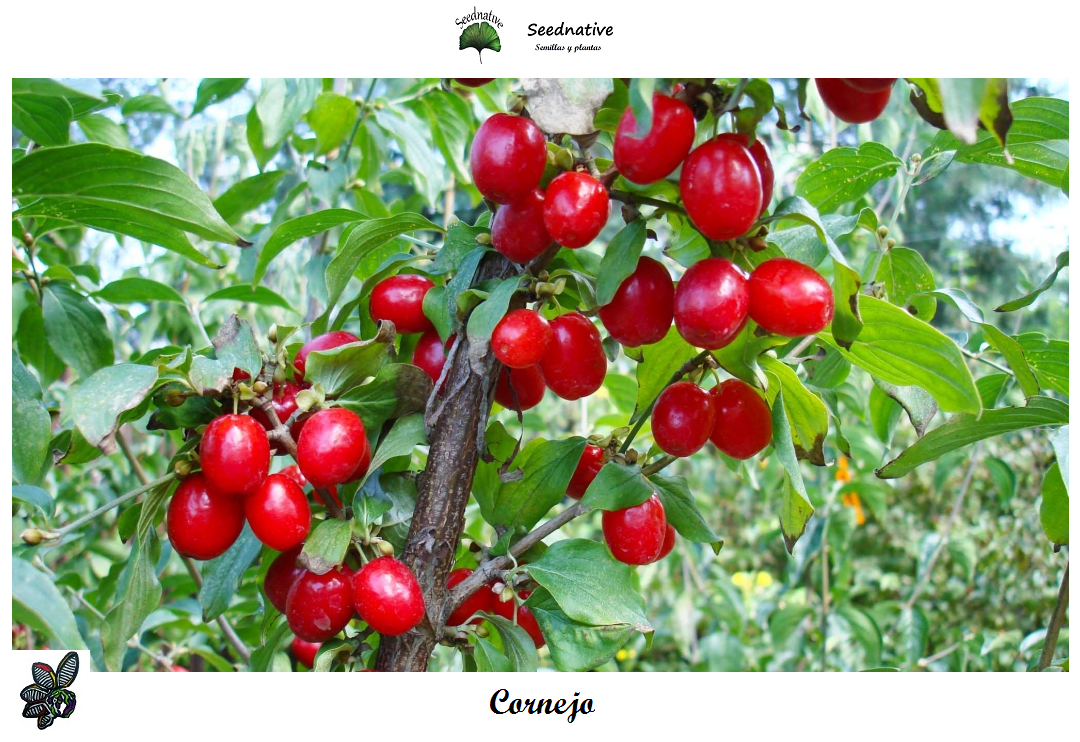 Cornus mas - Cornejo macho - 30 semillas - Cornelian Cherry