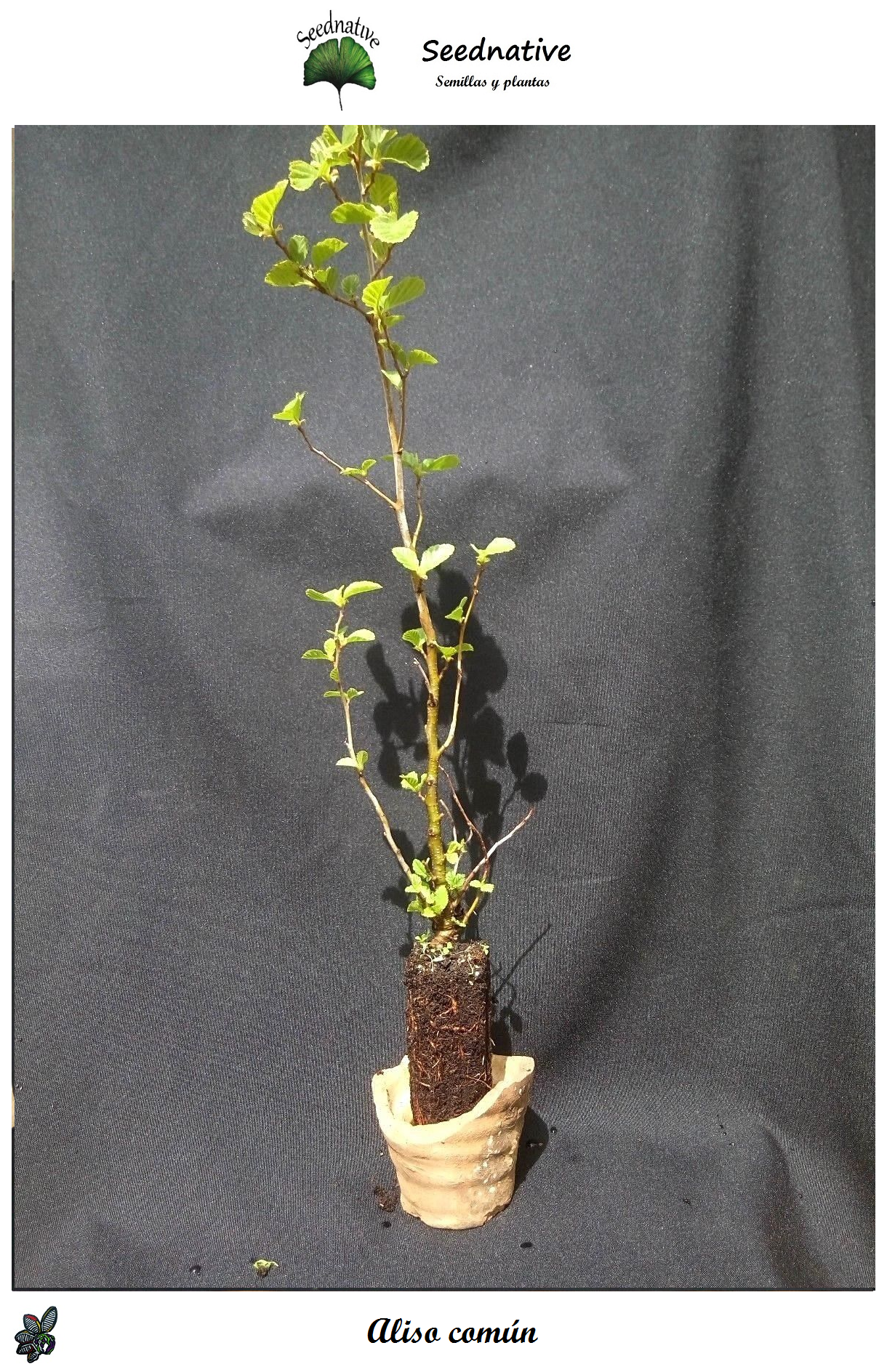 Planta de Alnus glutinosa - Aliso común - 2 Años