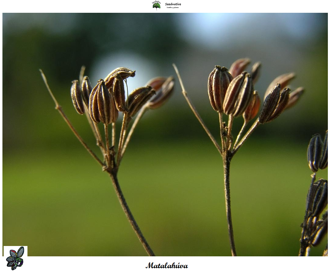 Pimpinella anisum - matalahúva - 1000 semillas