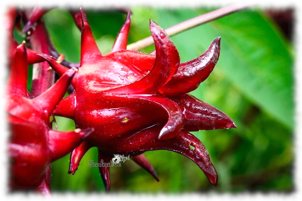 Hibiscus sabdariffa - Rosa de Jamaica - 40 semillas