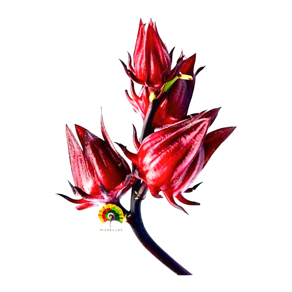 Hibiscus sabdariffa - Rosa de Jamaica - 25 semillas