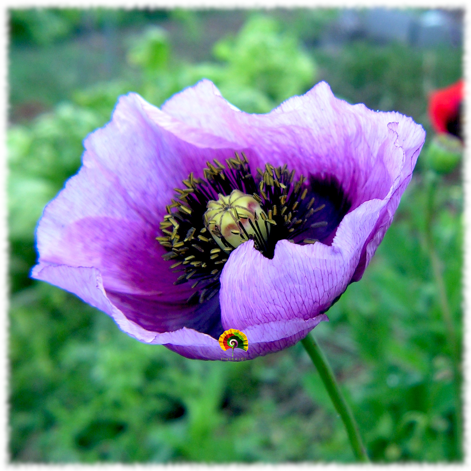 Papaver somniferum - Adormidera - 500 semillas