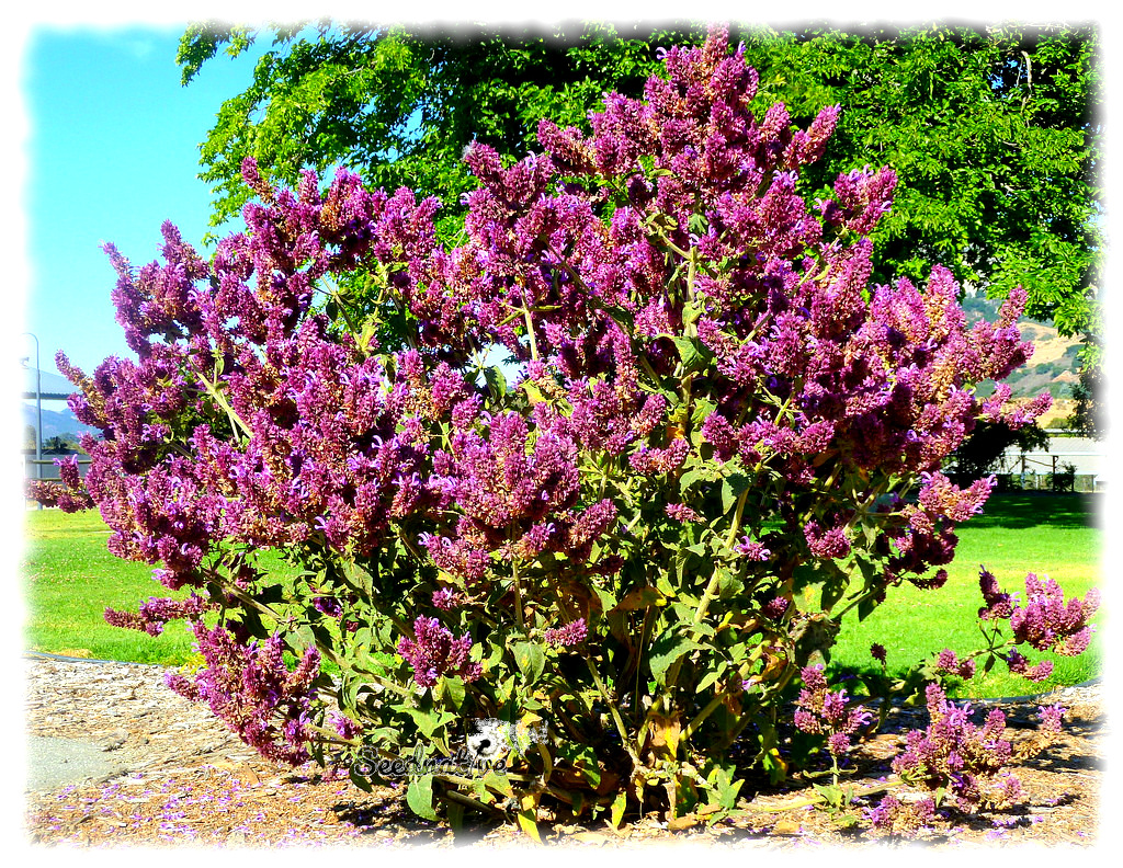 Salvia canariensis - Salvia Canaria - 100 semillas