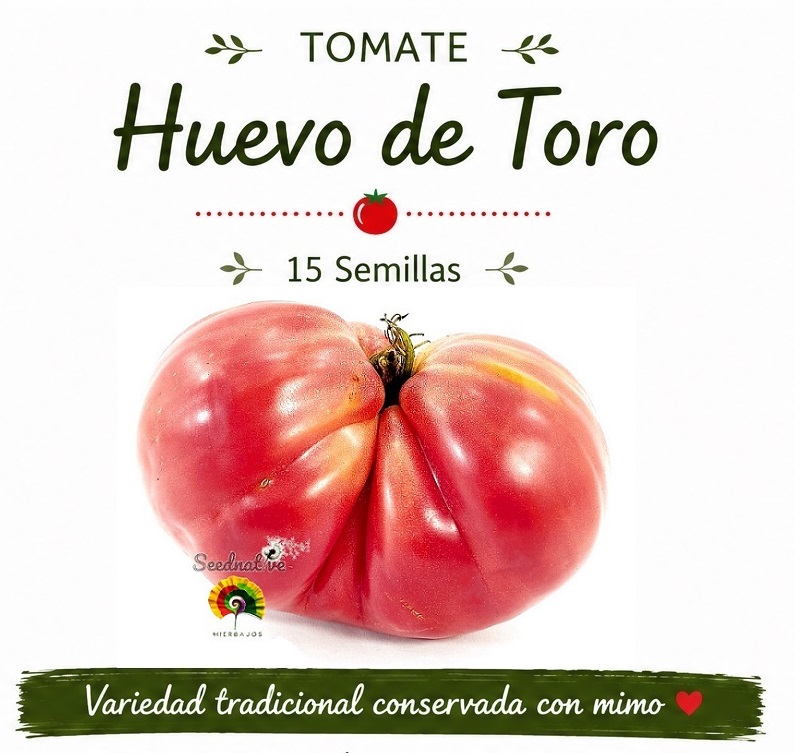 Tomate Huevo de Toro - 15 semillas