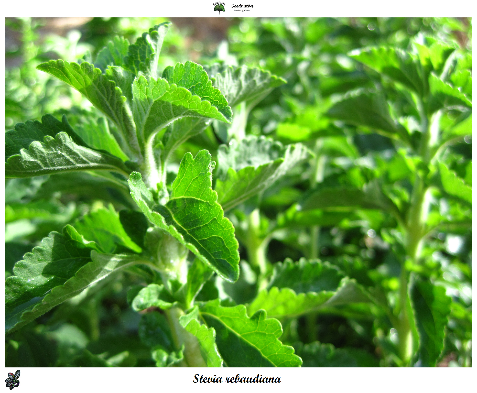 Stevia rebaudiana - Stevia - 1500 semillas - seeds