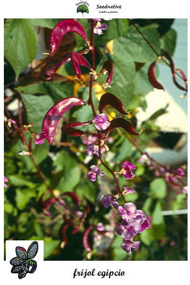 Lablab purpureus - FrIjol de Egipto - 10 semillas
