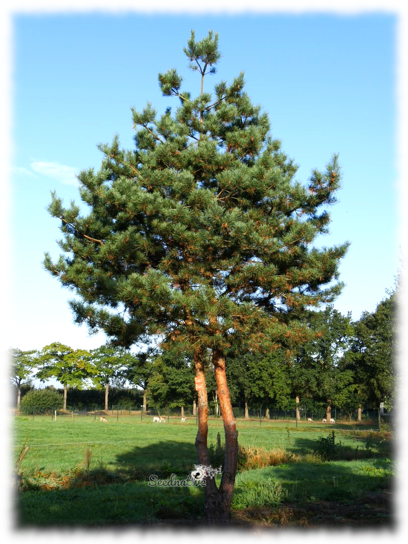 Pinus sylvestris - Pino silvestre - 30 semillas