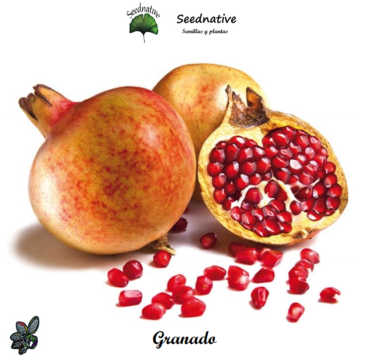 Punica granatum - Granado - 50 semillas - Pomegranate
