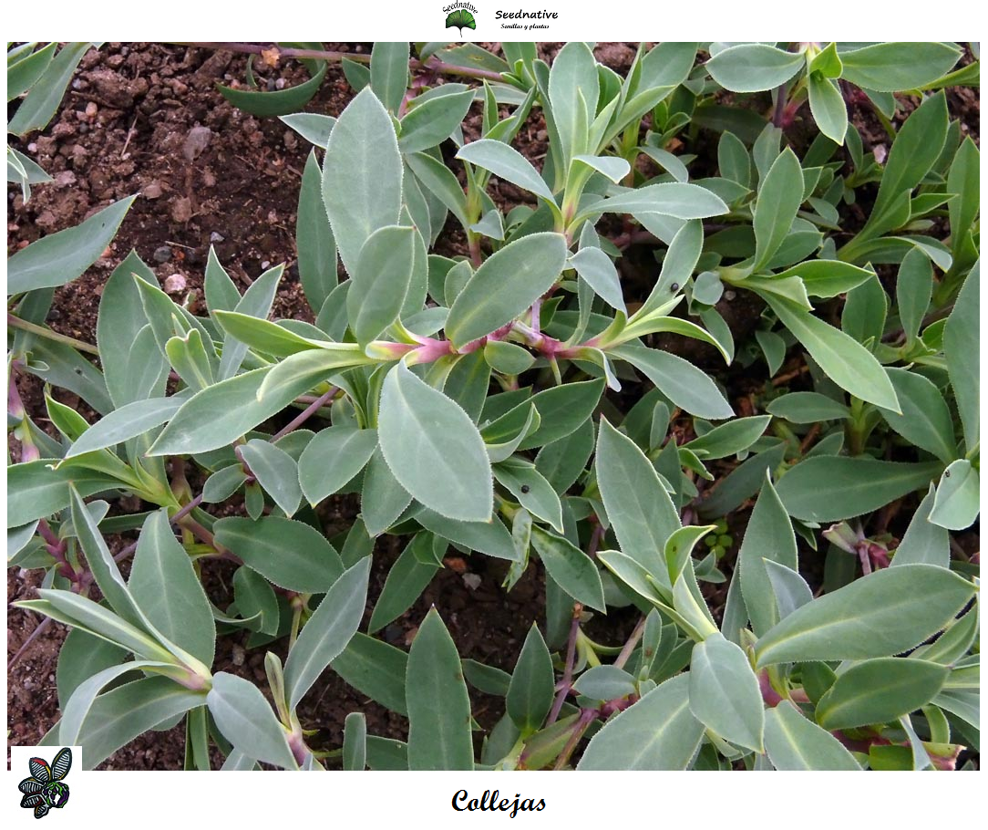 Silene vulgaris - Collejas - 500 semillas - Bladder Campion 