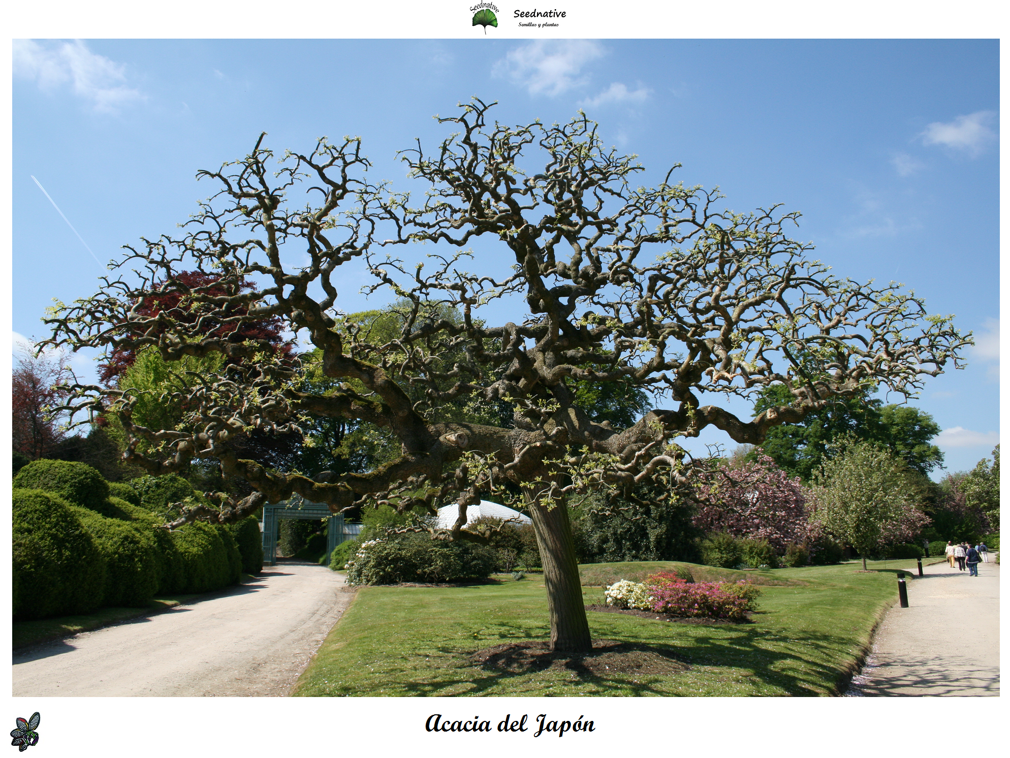 Sophora japonica - Acacia del Japón - 25 semillas