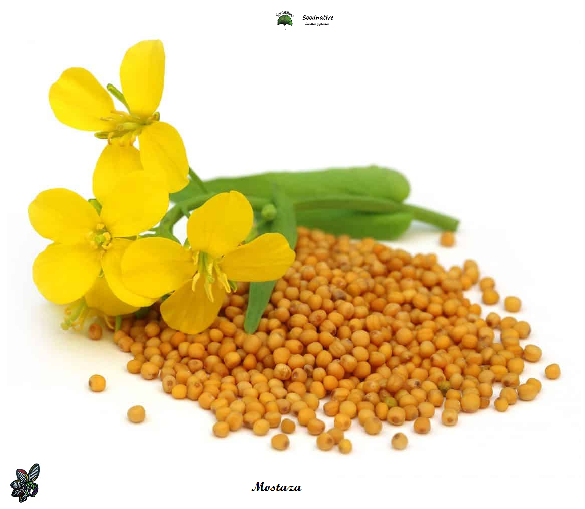 Sinapis alba - Mostaza blanca - 500 semillas - White Mustard
