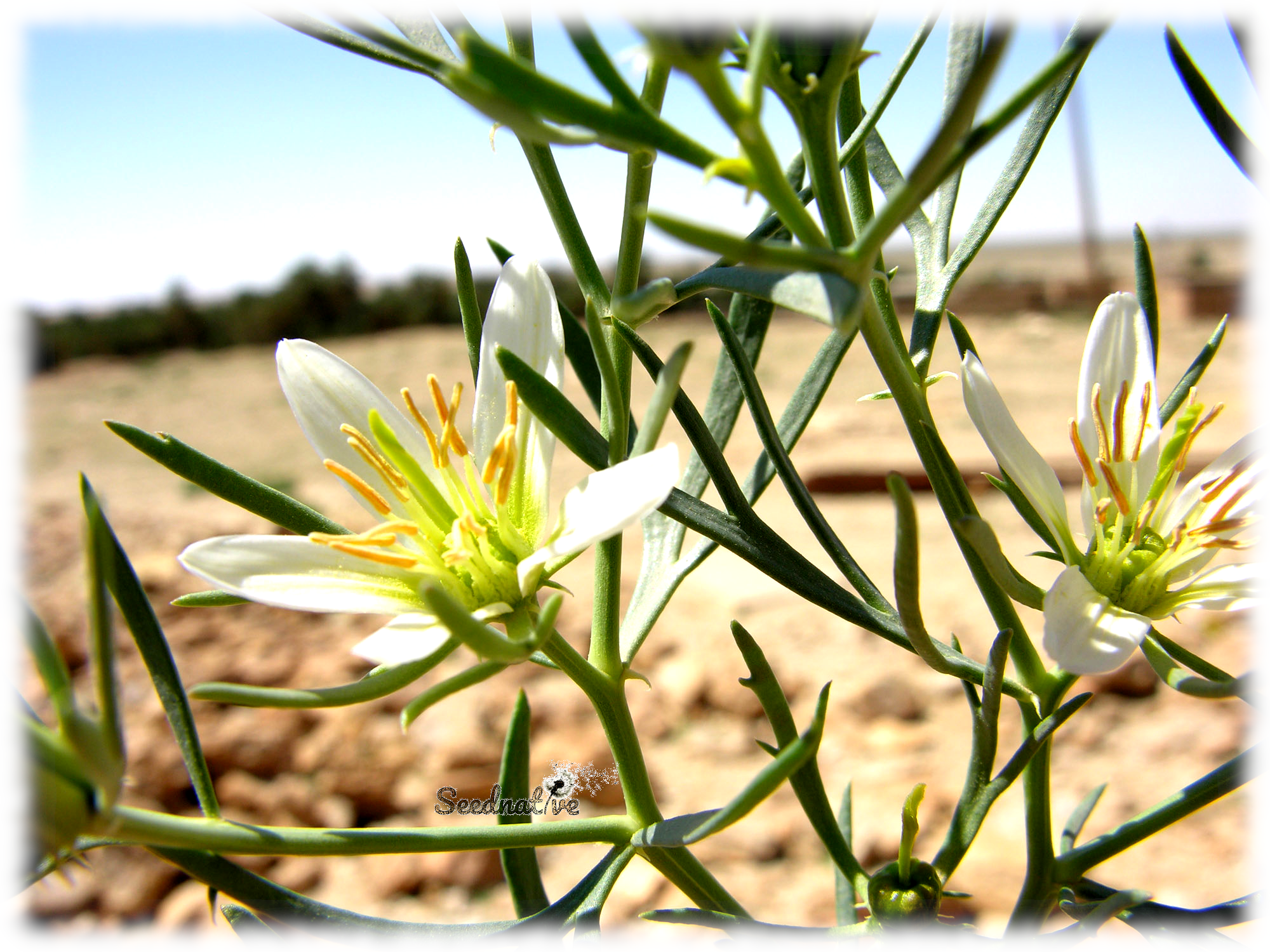 Peganum harmala - Ruda Siria - 100 semillas