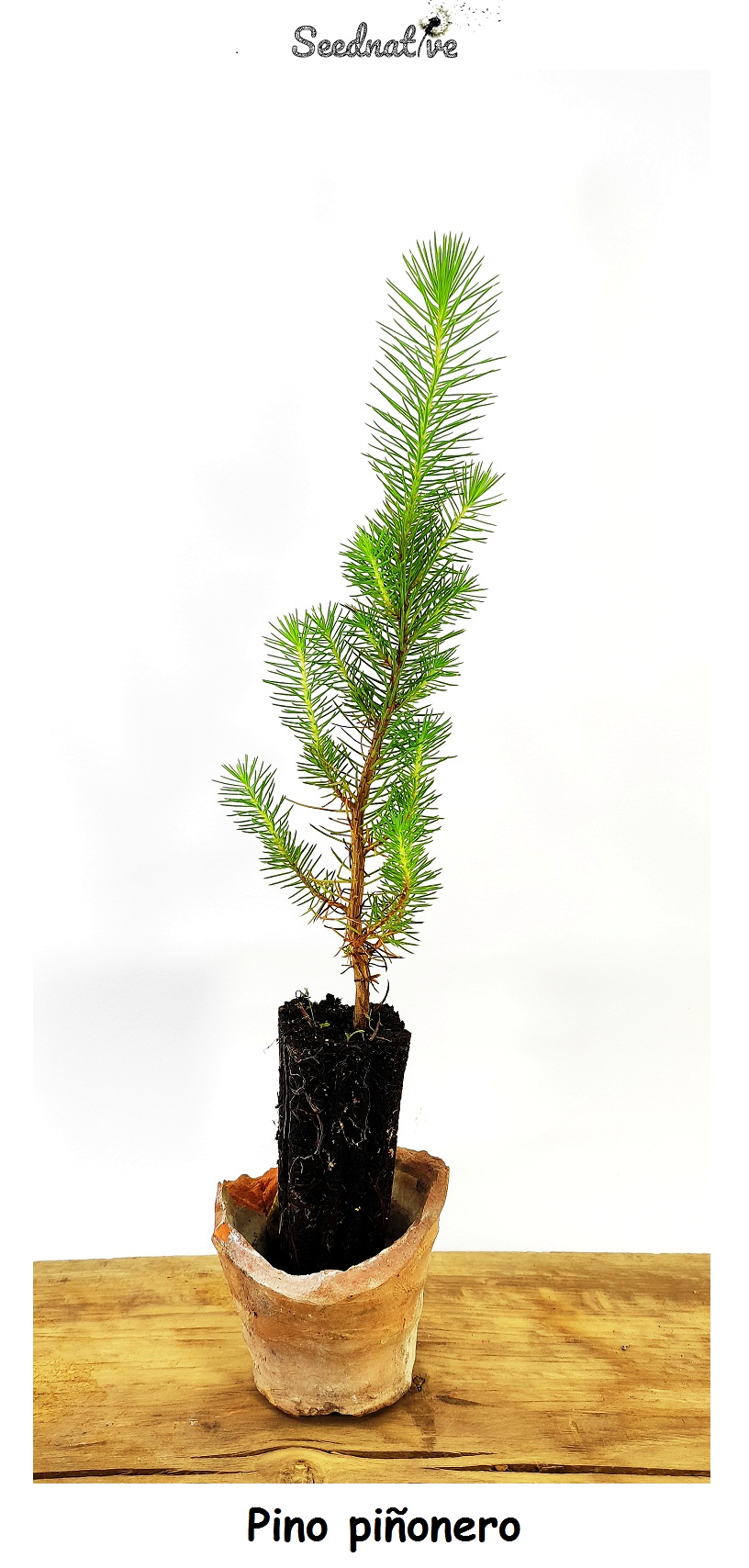 Planta de Pino piñonero - Pinus pinea - 2 Años