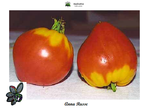 Tomate Anna Ruskaja - Anna Russe - Var. Especial - 10 semillas